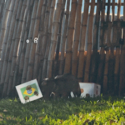 Cachorra-do-mato do Bioparque, Delinha acerta vit&oacute;ria do Brasil sobre o Jap&atilde;o