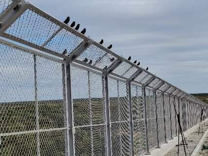 Ponte da Bioce&acirc;nica ganha estrutura para evitar colis&otilde;es de aves em voo