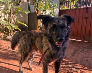 Moradora encontra c&atilde;o vagando em posto de combust&iacute;veis e procura pelo tutor
