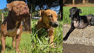 De caramelo, pitbull e amputados, CCZ já doou 91 cães este ano