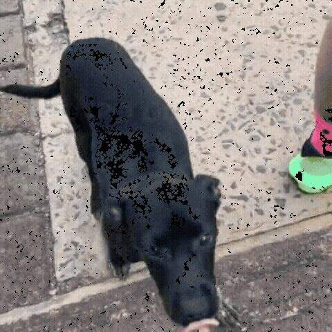 "Cachorrinha insistente seguiu corredora por 7 km até ganhar um novo lar "