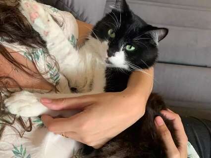 O truque para deixar o gato menos estressado e mais soci&aacute;vel
