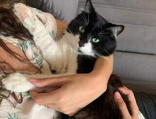 O truque para deixar o gato menos estressado e mais soci&aacute;vel