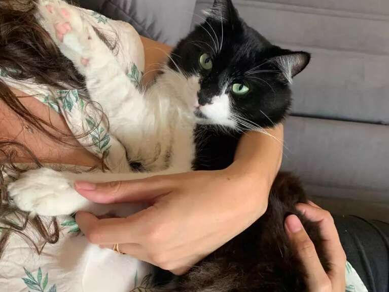 O truque para deixar o gato menos estressado e mais sociável