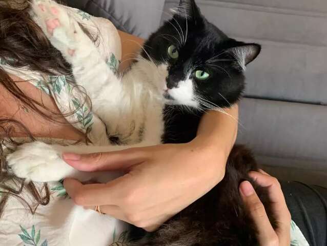 O truque para deixar o gato menos estressado e mais soci&aacute;vel