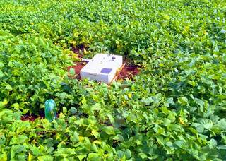 União amplia crédito rural e corta juros para fortalecer a agricultura familiar União amplia crédito rural e corta juros para fortalecer a agricultura familiar