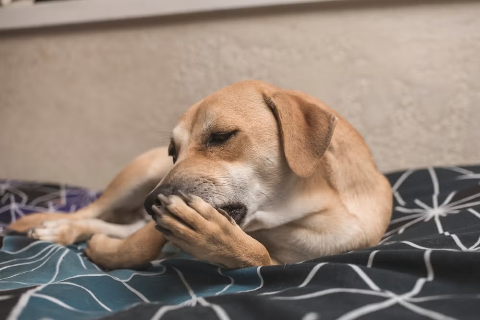 Seu cachorro n&atilde;o para de lamber a pata? O h&aacute;bito pode indicar problemas