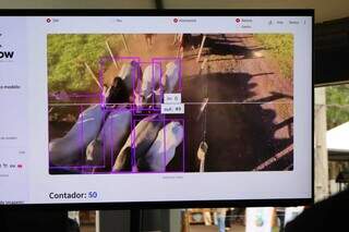 Startup de MS desenvolve IA que identifica e monitora bovinos por imagem Startup de MS desenvolve IA que identifica e monitora bovinos por imagem