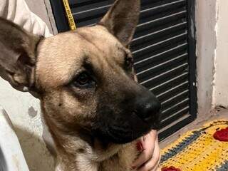 Tutor busca doador de sangue para salvar cachorro atacado por pitbull Tutor busca doador de sangue para salvar cachorro atacado por pitbull