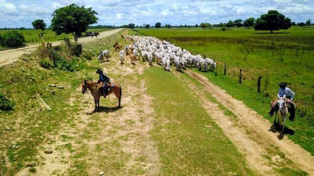 O boi tamb&eacute;m preserva? Pecuaristas defendem modelo centen&aacute;rio do Pantanal