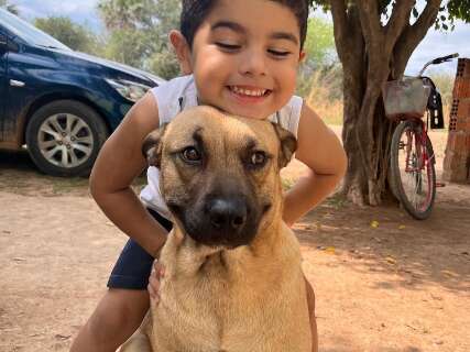 Tutor busca doador de sangue para salvar cachorro atacado por pitbull