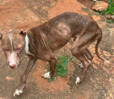 Pitbull &eacute; resgatado cego e &ldquo;s&oacute; pele e osso&rdquo; em casa usada para tr&aacute;fico