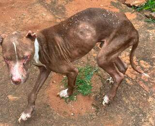Pitbull &eacute; resgatado cego e &ldquo;s&oacute; pele e osso&rdquo; em casa usada para tr&aacute;fico