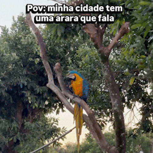 Arara &ldquo;d&aacute; tchau&rdquo; para crian&ccedil;a e vira celebridade em S&atilde;o Gabriel