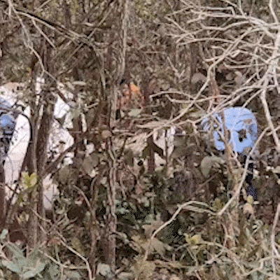Avi&atilde;o destru&iacute;do ainda emitia alarme ap&oacute;s queda com duas mortes