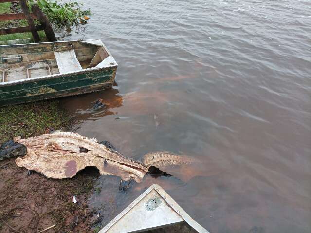 Pol&iacute;cia prende suspeitos de ca&ccedil;ar jacar&eacute;s e furtar gado no Pantanal
