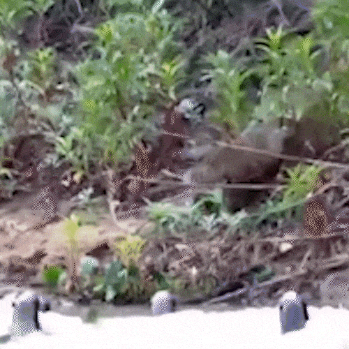 "Gangue" de ariranhas entre em confronto com on&ccedil;a no Pantanal