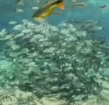Beleza cristalina dos rios de Bonito esconde redu&ccedil;&atilde;o perigosa de esp&eacute;cies