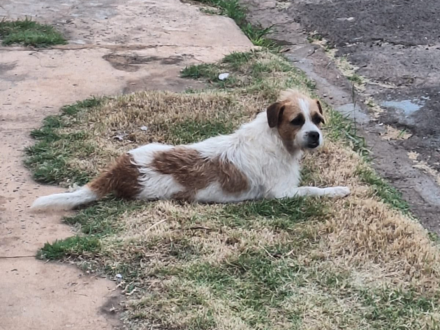 Toguro, o cachorro de Campo Grande, desapareceu; A professora pede ajuda