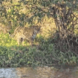 On&ccedil;a passeia perto de cerca de fazenda &agrave;s margens do Rio Negro