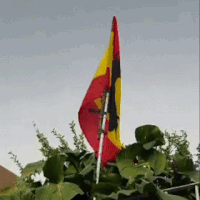 Galego mant&eacute;m Brasil e Espanha lado a lado em bandeiras na Mata do Jacinto