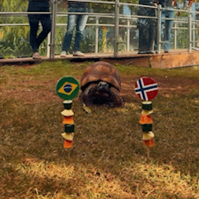 Cac&aacute;, jabuti do Bioparque, acertou vit&oacute;ria norueguesa contra o Brasil