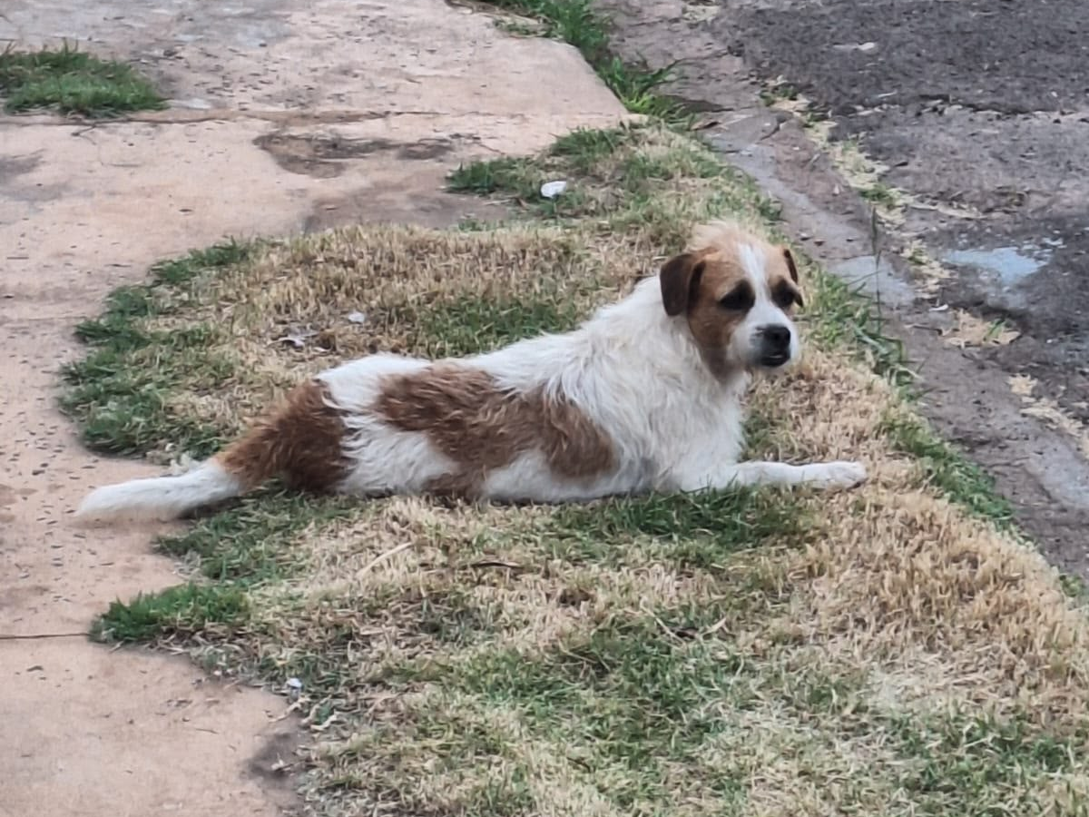 Cachorro resgatado das ruas desaparece em Campo Grande