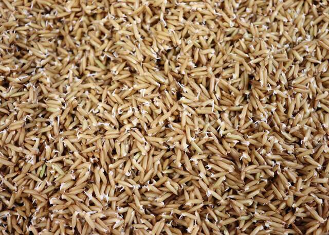 Pesquisa revela que germinar o arroz deixa o alimento mais saud&aacute;vel e nutritivo