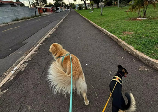 Pet parado demais também adoece e ele pode morrer mais cedo Pet parado demais também adoece e ele pode morrer mais cedo