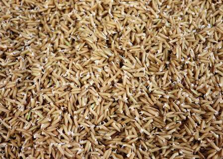Pesquisa revela que germinar o arroz deixa o alimento mais saud&aacute;vel e nutritivo