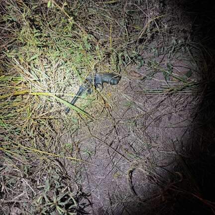 Suspeito armado &eacute; morto pelo Choque em Corumb&aacute;, o 5&ordm; em 6 dias