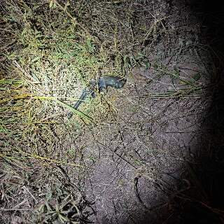 Suspeito armado &eacute; morto pelo Choque em Corumb&aacute;, o 5&ordm; em 6 dias