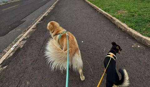 Pet parado demais tamb&eacute;m adoece e ele pode morrer mais cedo