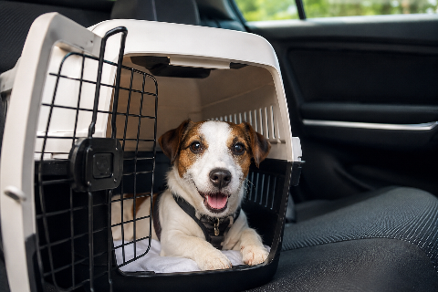 Vai viajar nas f&eacute;rias? Saiba como cuidar do pet para evitar estresse e problemas