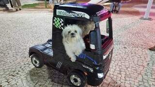 Mayre ama tanto os cachorros que investiu em caminhão só deles Mayre ama tanto os cachorros que investiu em caminhão só deles