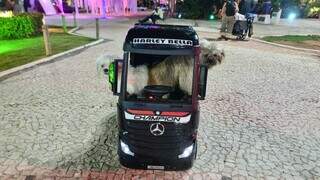 Mayre ama tanto os cachorros que investiu em caminhão só deles Mayre ama tanto os cachorros que investiu em caminhão só deles