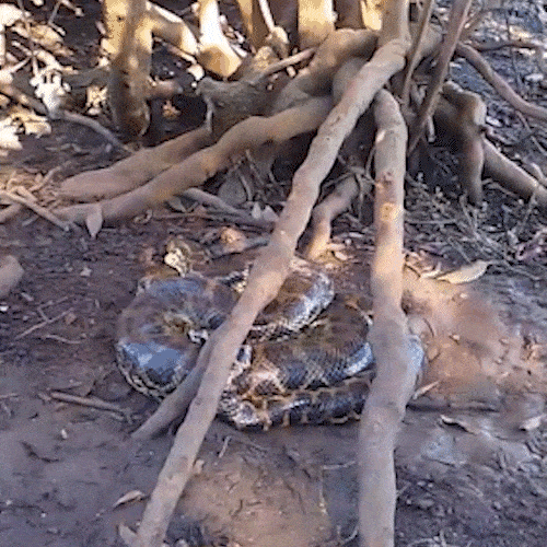 Guia encontra sucuri presa em rede e faz resgate durante passeio no Pantanal