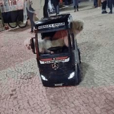 Mayre ama tanto os cachorros que investiu em caminhão só deles