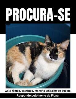 Moradores denunciam envenenamento e sumiço de gatos na Vila Fernanda Moradores denunciam envenenamento e sumiço de gatos na Vila Fernanda