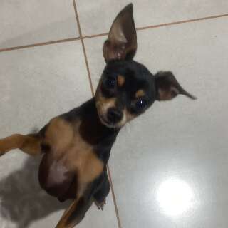 H&aacute; tr&ecirc;s dias sem not&iacute;cias de Jinger, fam&iacute;lia faz apelo por cachorro desaparecido