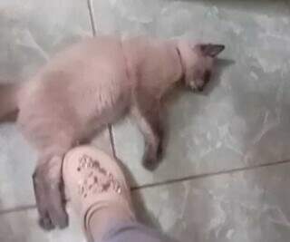 Moradores denunciam envenenamento e sumiço de gatos na Vila Fernanda Moradores denunciam envenenamento e sumiço de gatos na Vila Fernanda