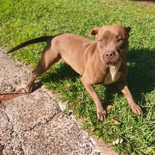 Pitbull invade casa para escapar da rua e agora procura a família Pitbull invade casa para escapar da rua e agora procura a família