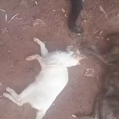 Moradores denunciam envenenamento e sumi&ccedil;o de gatos na Vila Fernanda