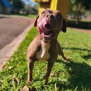 Pitbull invade casa para escapar da rua e agora procura a fam&iacute;lia