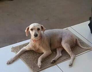 Nina escapou de casa e família pede ajuda para encontrá-la