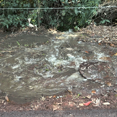 Moradora denuncia vazamento de esgoto ao lado do Parque do Prosa