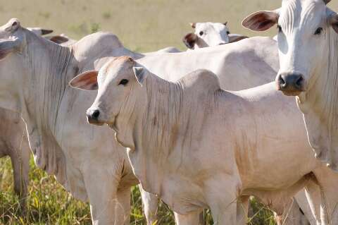 Entidades do agro criticam regra europeia sobre antimicrobianos na pecu&aacute;ria