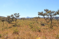Cerrado tem menor &aacute;rea sob alerta de desmate desde 2021
