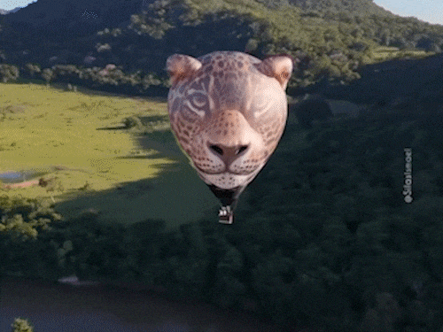 On&ccedil;a-pintada de 4 mil m&sup3; ganha os c&eacute;us do Pantanal em voo in&eacute;dito