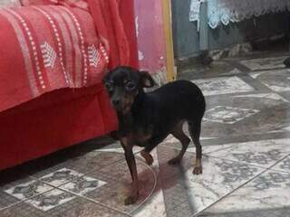 Crian&ccedil;a tem at&eacute; febre ap&oacute;s sumi&ccedil;o de pinscher no S&atilde;o Conrado